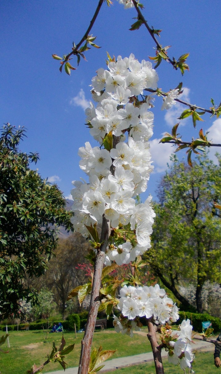 Blossoms