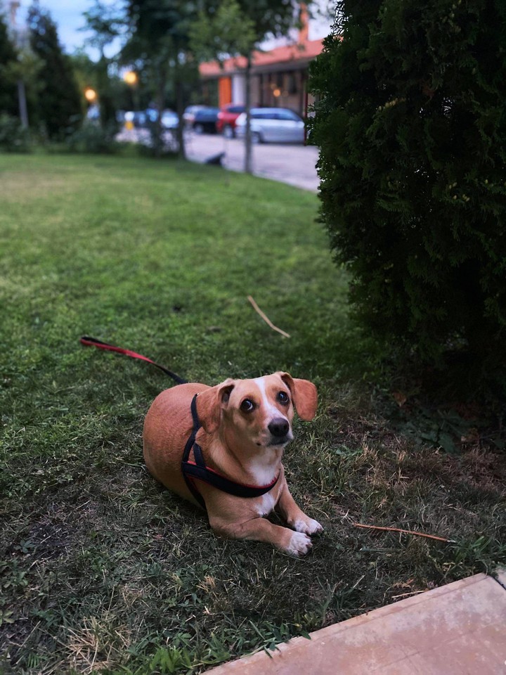dachshund Byanka