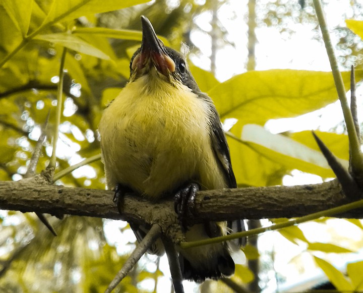 Bird