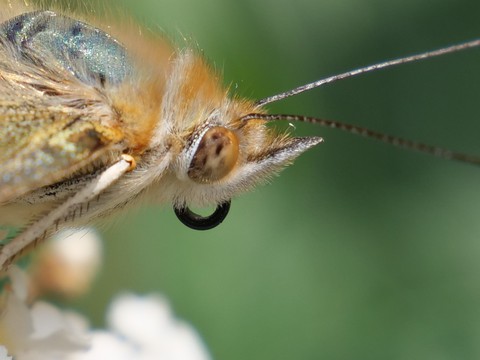 Schmetterling/Butterfly