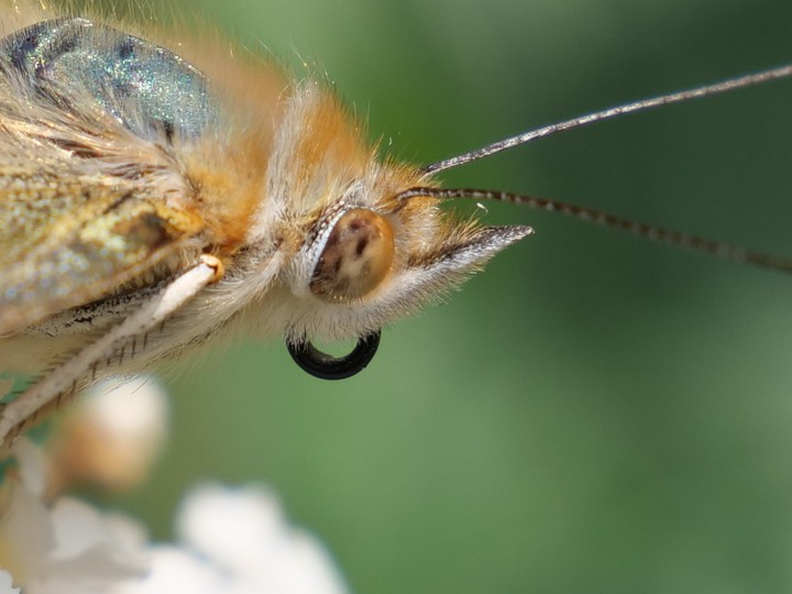 Schmetterling/Butterfly