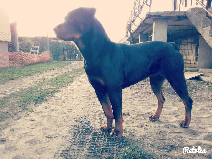 Rottweiler