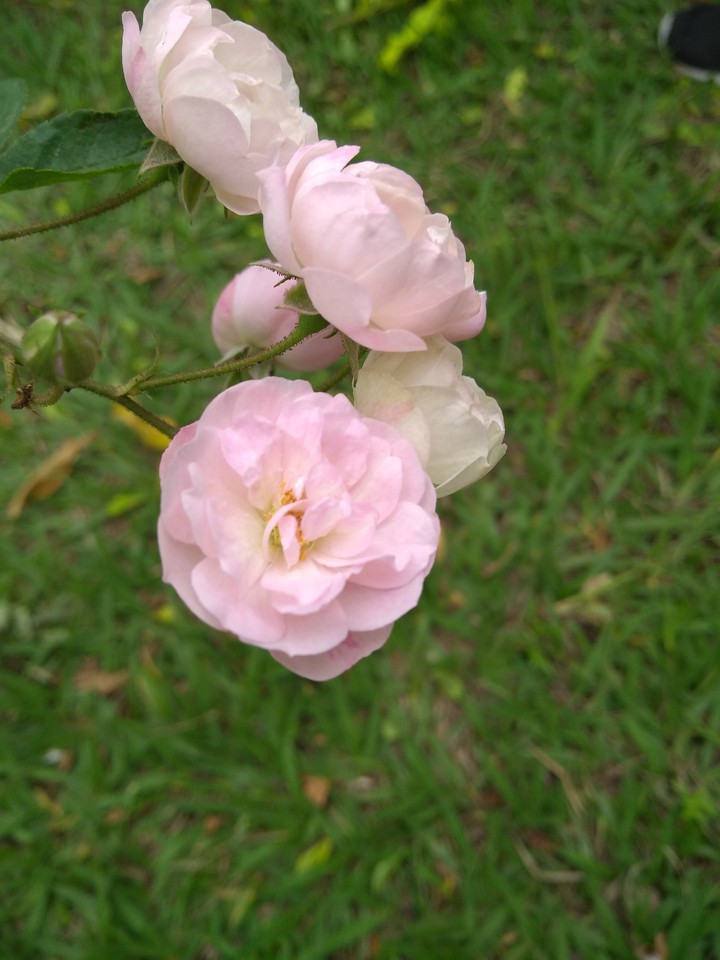 Five flowers