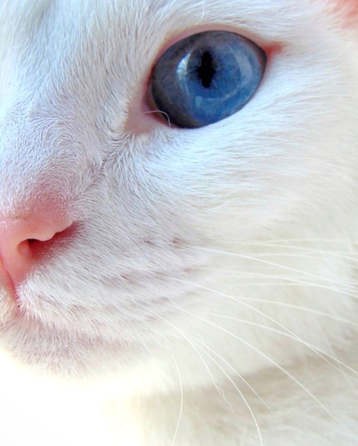blueeyes