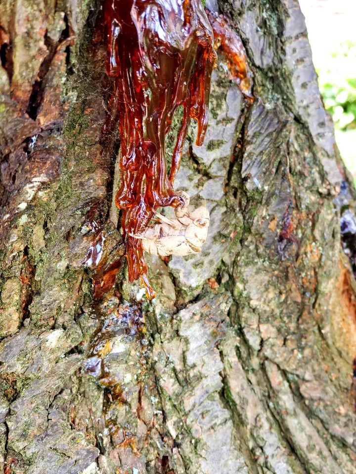 locust shell on sap