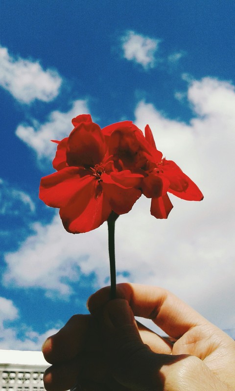 flor de Malbon