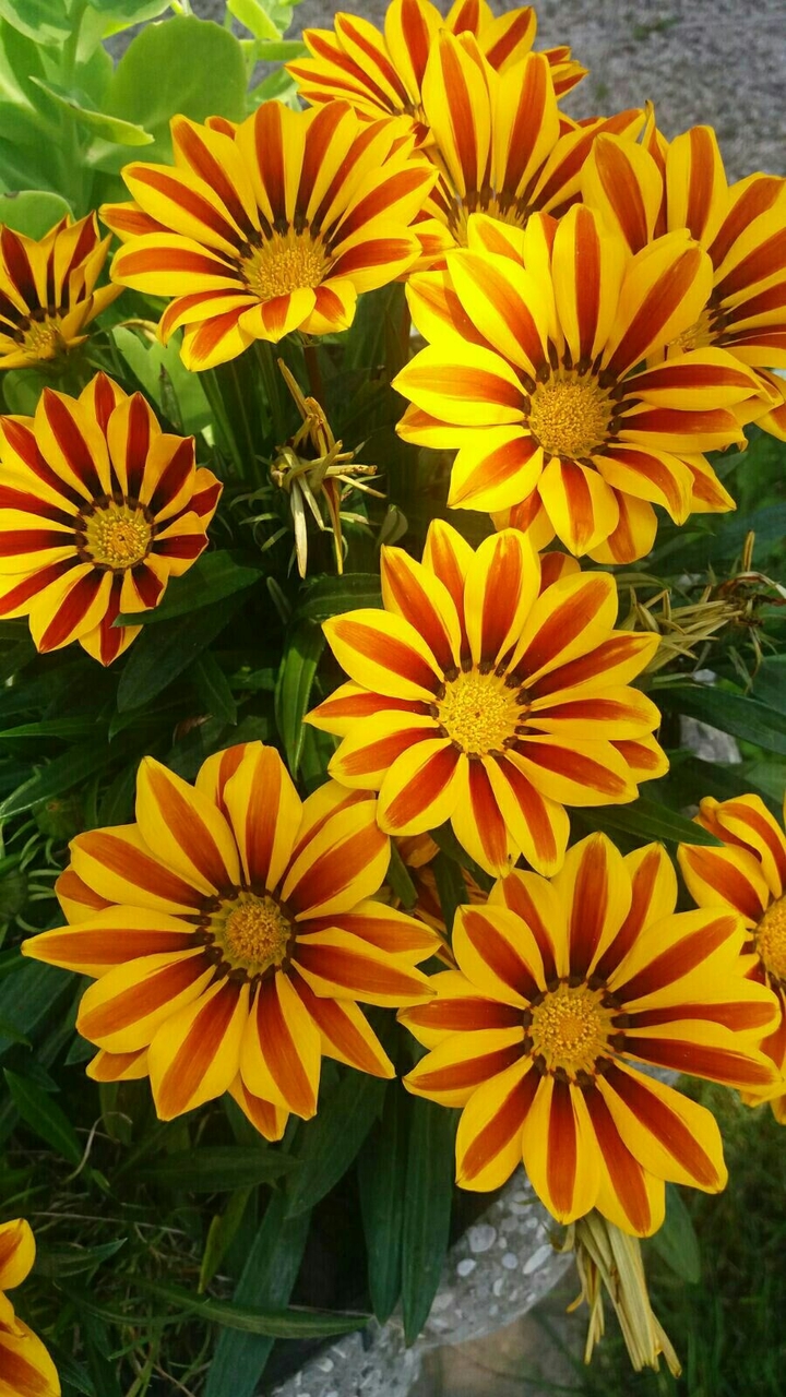 Beautiful Flowers