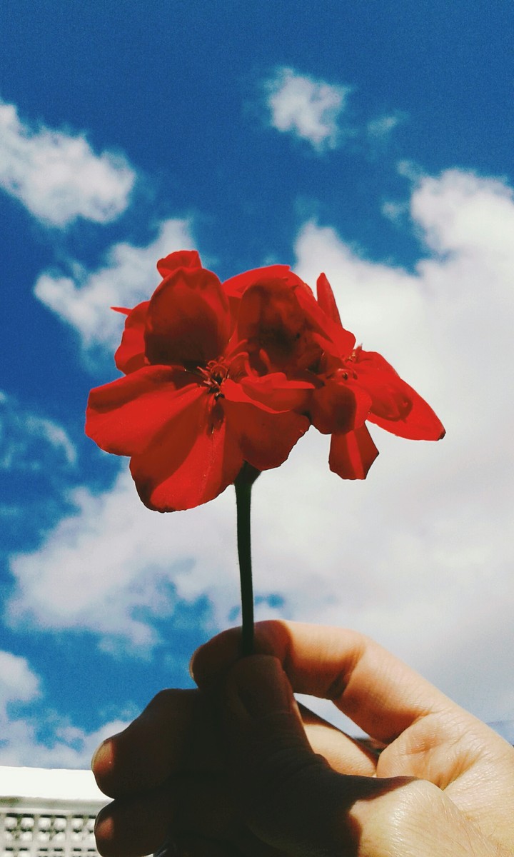 flor de Malbon