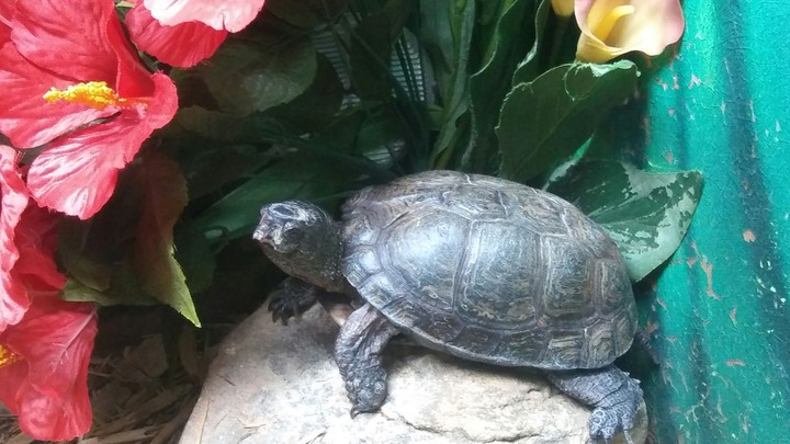 Turtle, Cape May Zoo