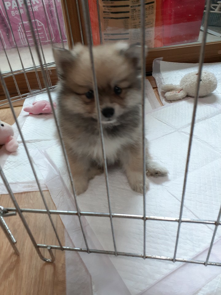 It’s a Korean dog and the kind is Pomeranian.