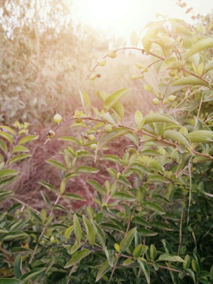 Precious Plant
