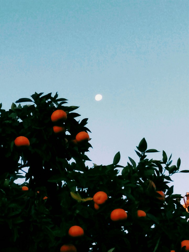 tangelo tree