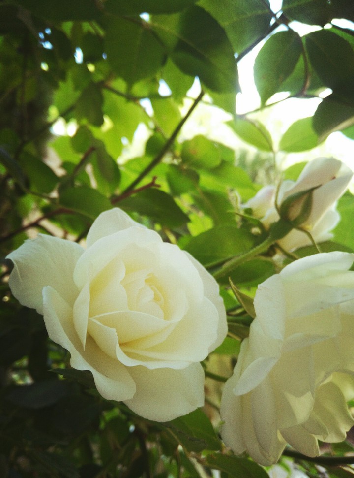 #spring