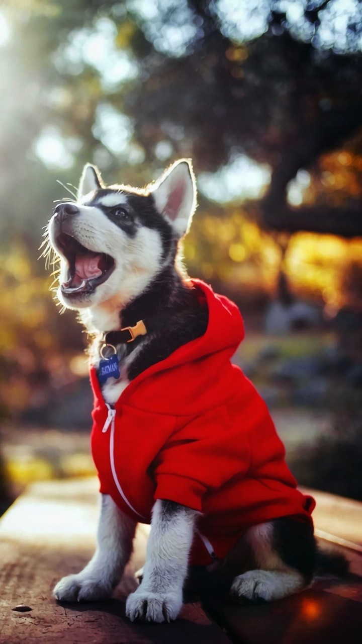 dog
