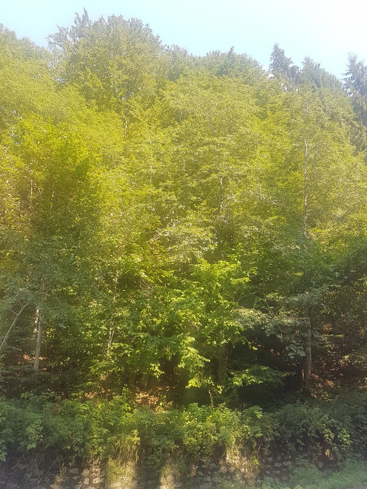 forest