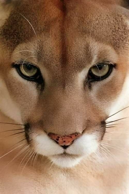 beautiful but deadly cougar!