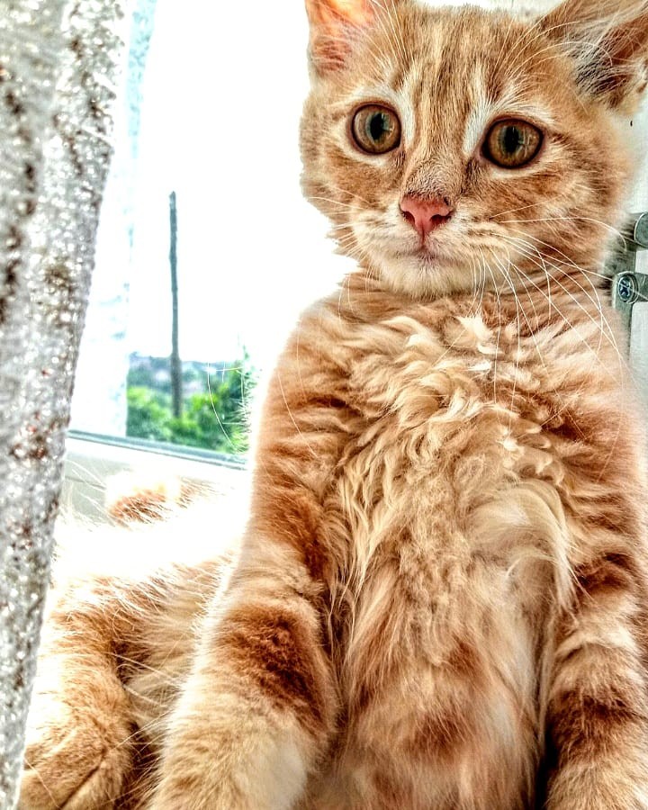 my cat)