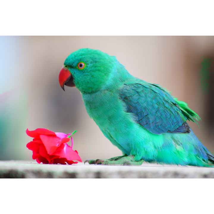 green parrot
