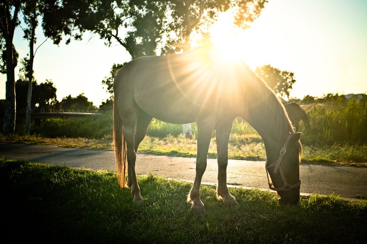 2014 Horse