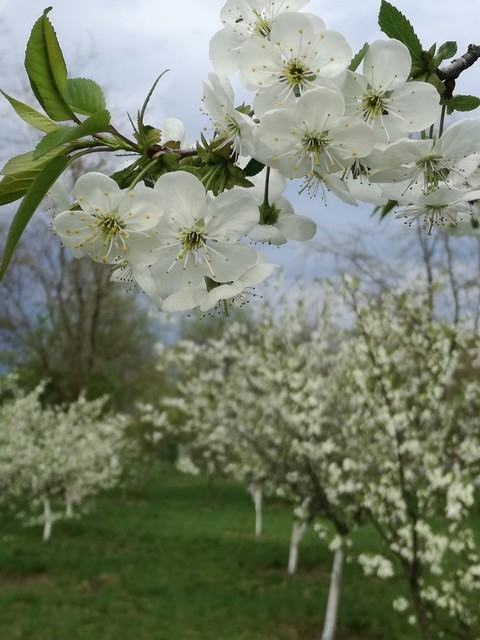 spring