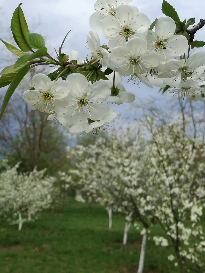 spring