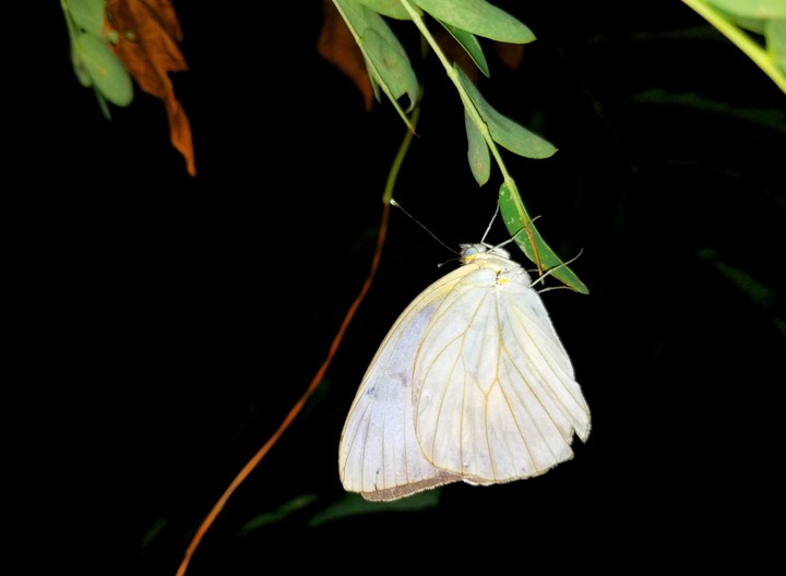 MARIPOSA EN LA OBSCURIDAD, SAN LORENZO, GRO.