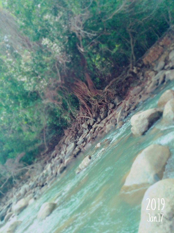 forest brook