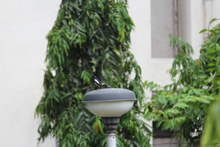 bird