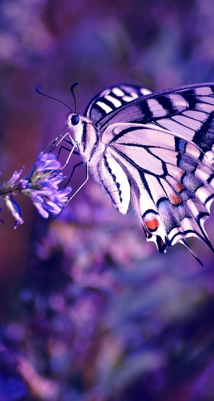 Butterfly ❤