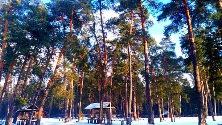 В Лесу