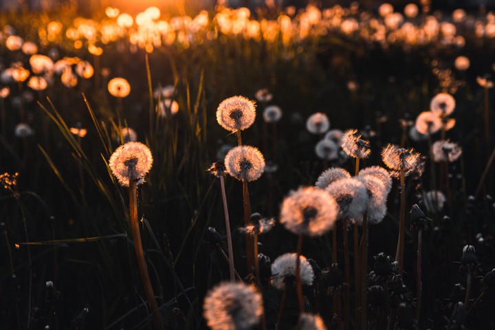 Dandelions