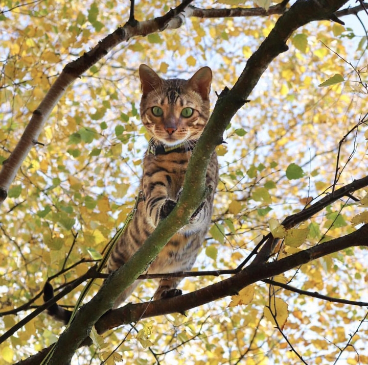 Hi :)))