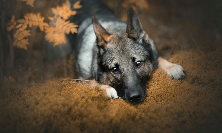 dog