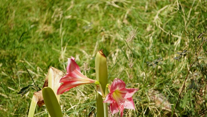 garden lilly