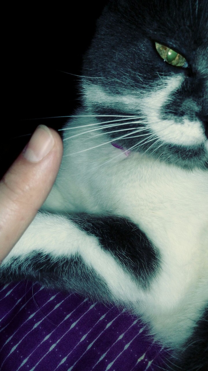 кошк