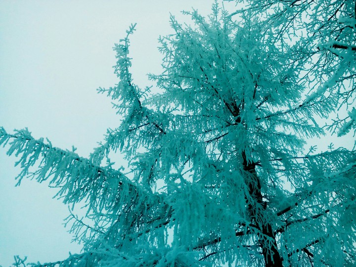 tree