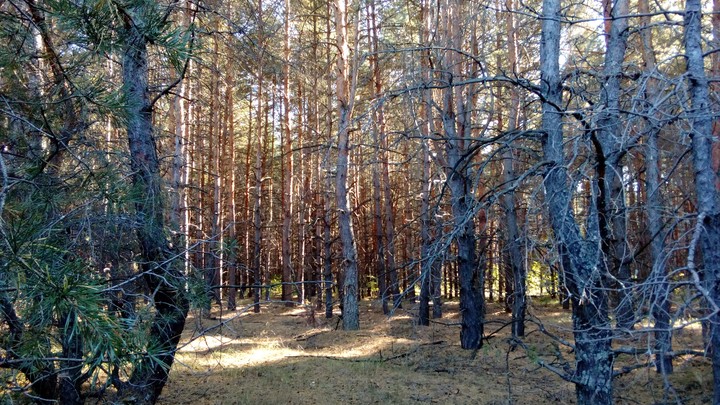 лес