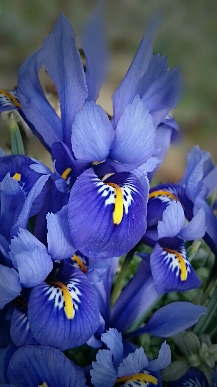 Mini Iris