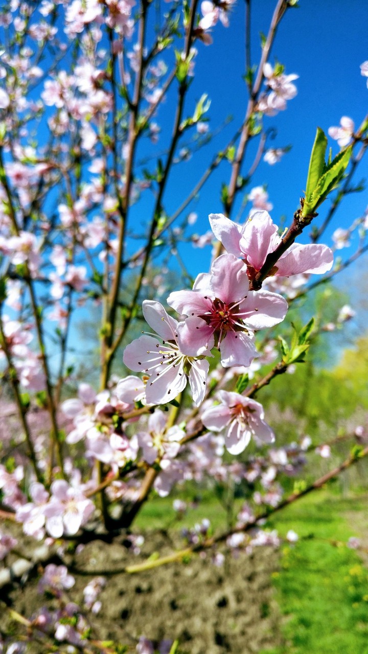 Blosom