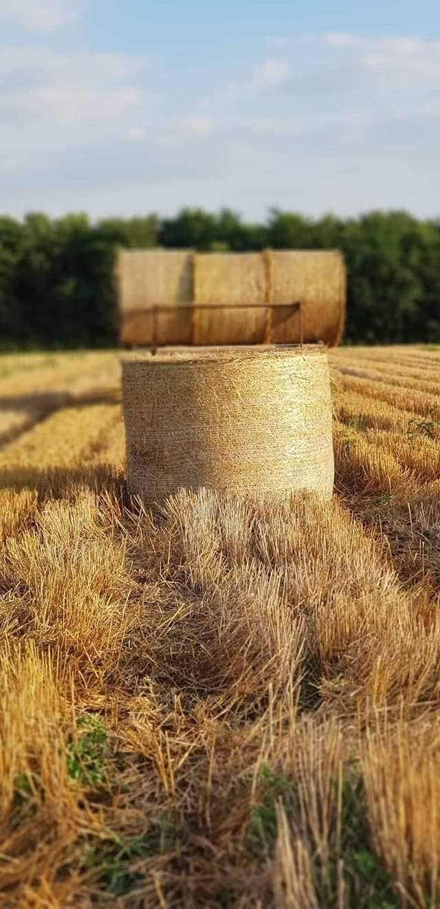harvest