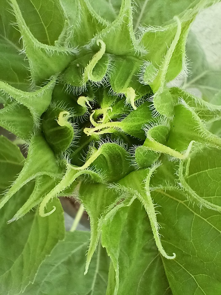 sun flower