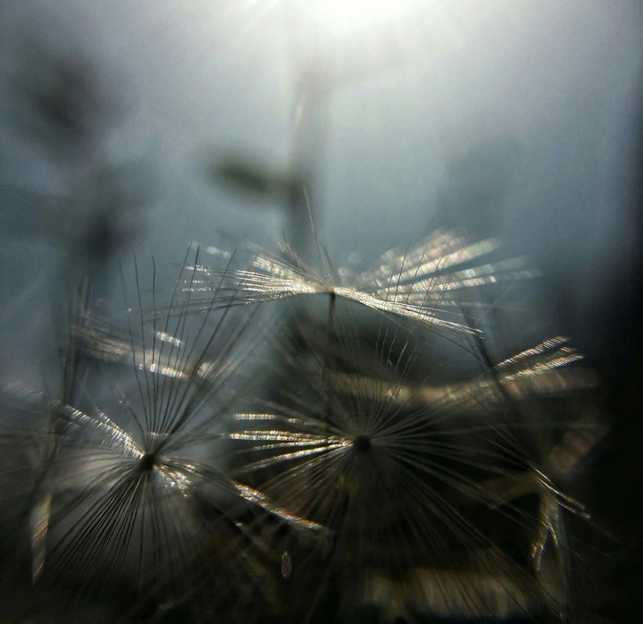 sunlight and flowers