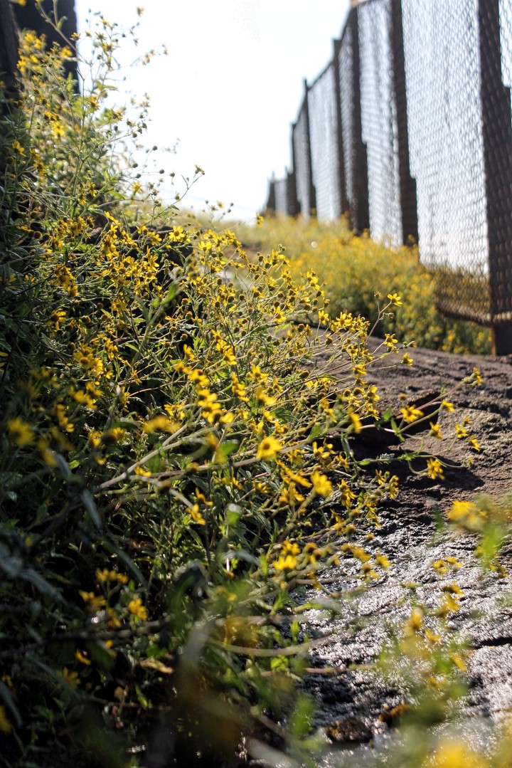 beautiful flowers in natural daylight.