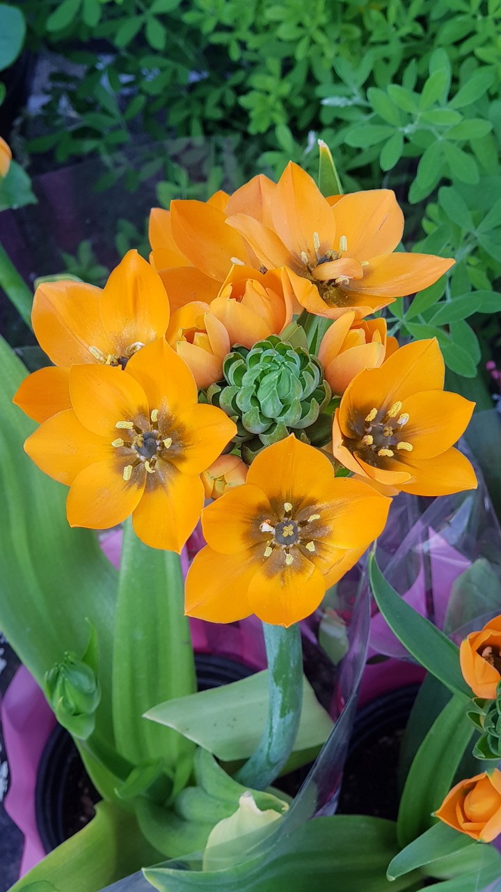 spring flower pretty