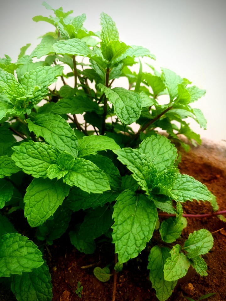 mint leaves dizzy