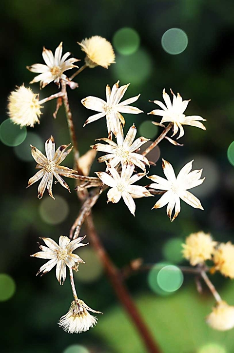 خلفيات pedicel, Blossom