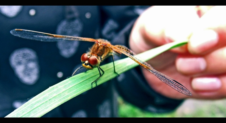 dragonfly