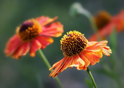 Common Sneezeweed/Helenium autumnale