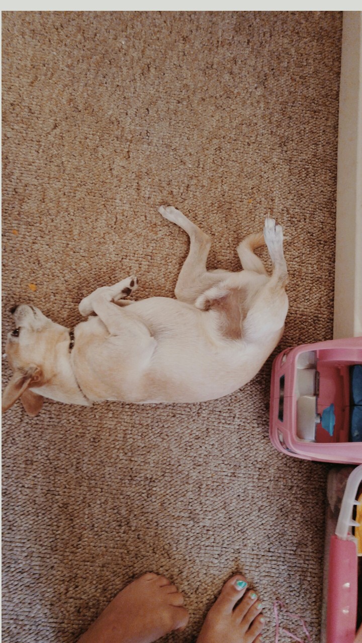 dog