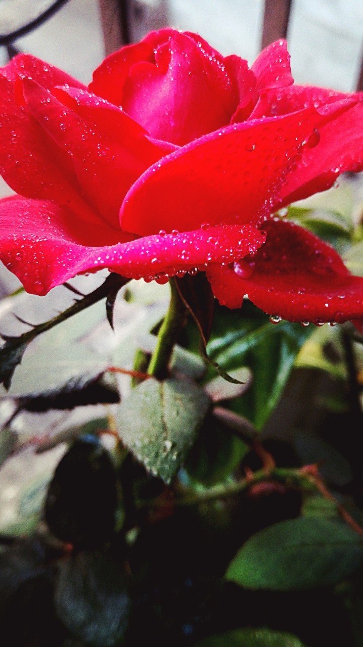 Read Rose